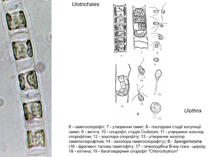 Ulotrichales 6 - гаметоспорофіт; 7 - утворення гамет; 8 - послідовні стадії копуляції гамет;